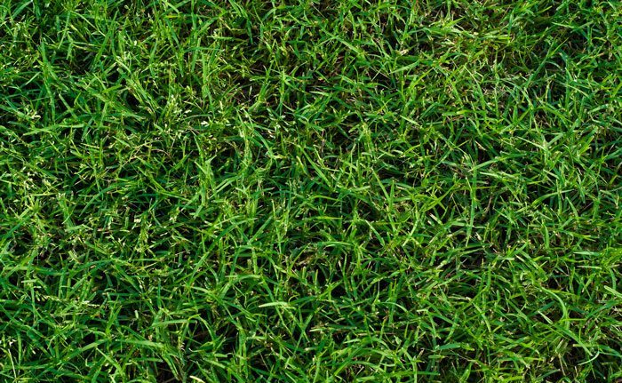 sodbusters-bermuda-sod The Southeast's Leading Sod farm