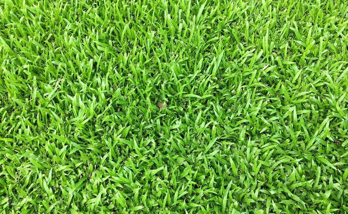 sodbusters-zoysia-sod The Southeast's Leading Sod farm