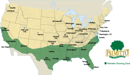 Where will Palmetto Grow