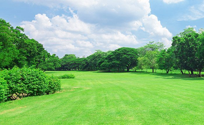 The Southeast's Leading Sod farm