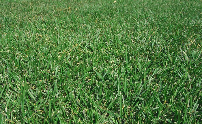 tifblair-centipede-sod The Southeast's Leading Sod farm