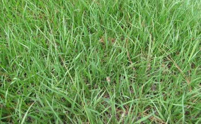 bahia-grass The Southeast's Leading Sod farm
