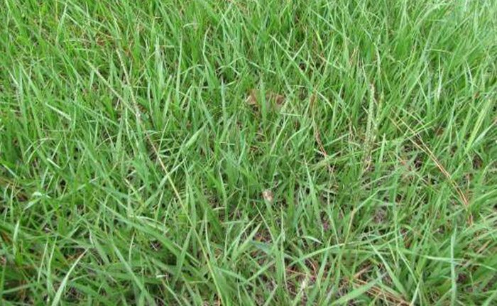 The Southeast's Leading Sod farm