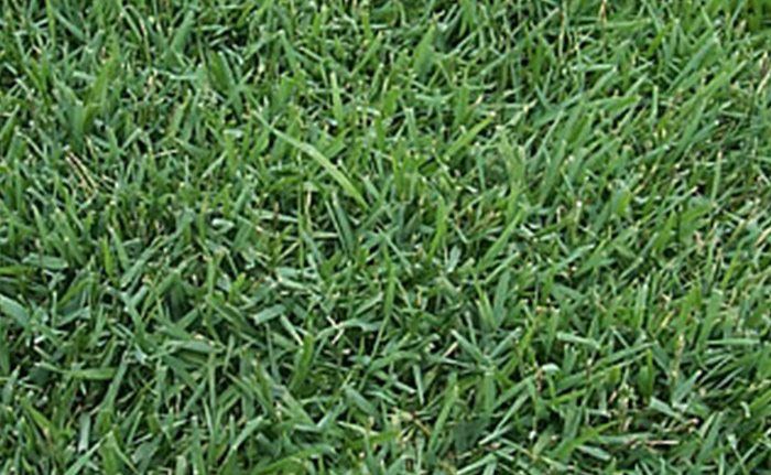 empire-turf The Southeast's Leading Sod farm