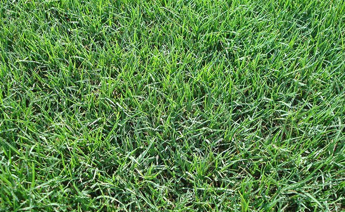 The Southeast's Leading Sod farm