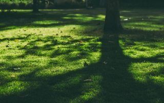 What are the Different Types of Grasses that Grow Well in the Shade in South Carolina?