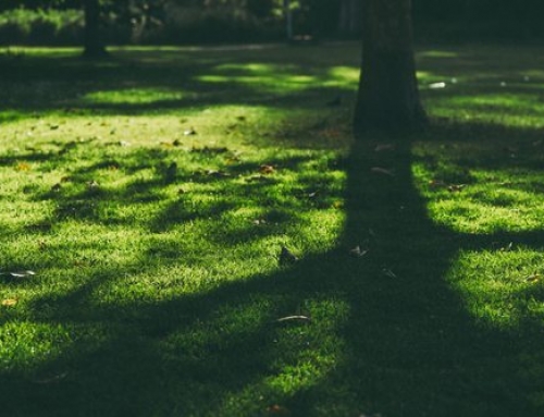 What are the Different Types of Grasses that Grow Well in the Shade in South Carolina?