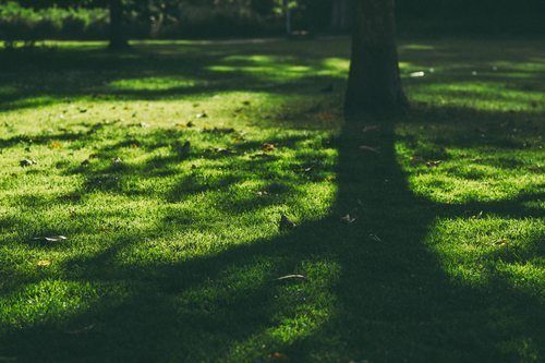What Is The Easiest Grass To Grow In South Carolina?