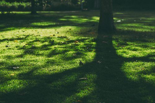 What are the Different Types of Grasses that Grow Well in the Shade in South Carolina?