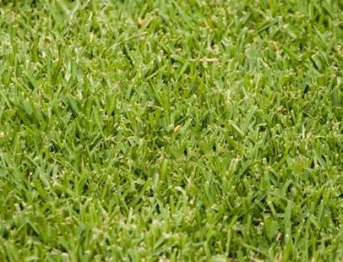When Is the Best Time of Year to Plant a St. Augustine Lawn in South Carolina?
