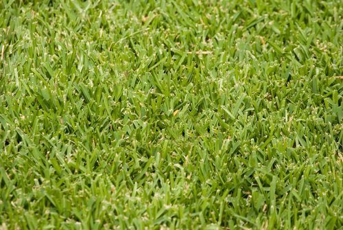 When Is the Best Time of Year to Plant a St. Augustine Lawn in South Carolina?