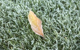 How Do I Prepare My Lawn for Winter in South Carolina?