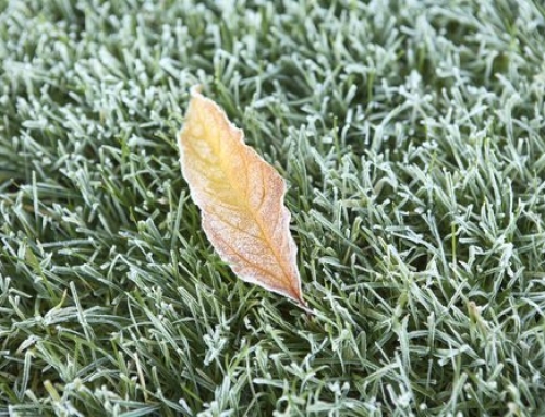 How Do I Prepare My Lawn for Winter in South Carolina?