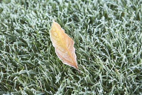 How Do I Prepare My Lawn for Winter in South Carolina?