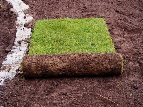 Should I Use Sod For My South Carolina Lawn?